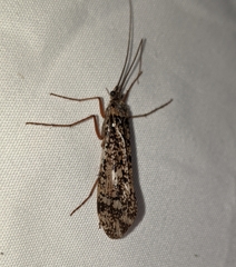 Clistoronia magnifica