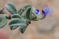 Polygala asbestina