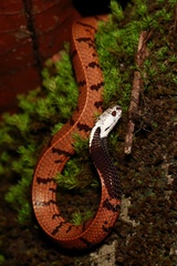 Asthenodipsas borneensis