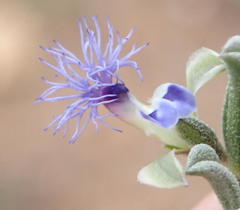 Polygala asbestina