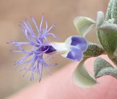 Polygala asbestina