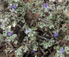 Polygala asbestina