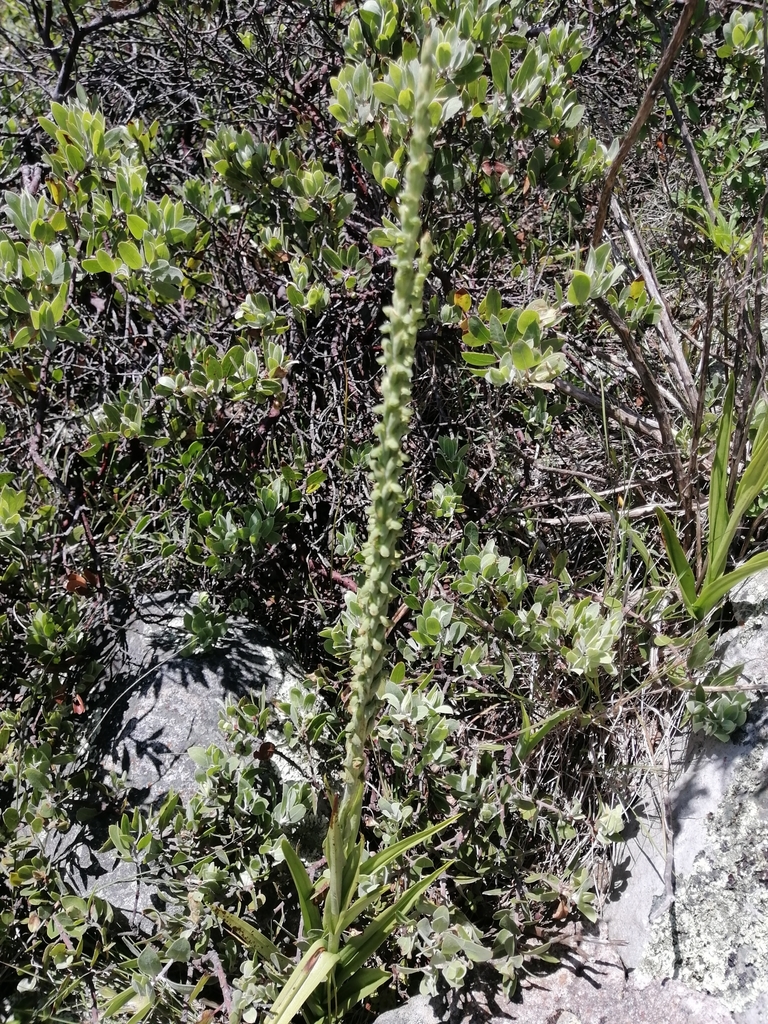 Galeottiella sarcoglossa