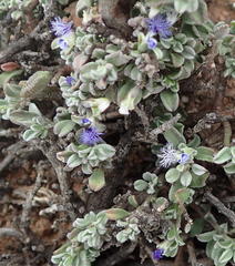 Polygala asbestina