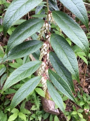 Leucothoe