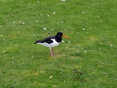 Haematopus ostralegus