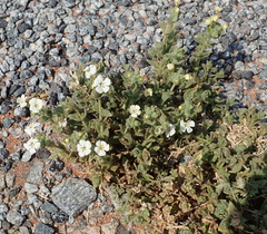 Jamesbrittenia amplexicaulis