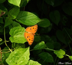 Junonia almana