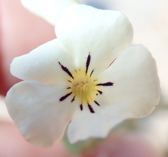 Jamesbrittenia amplexicaulis