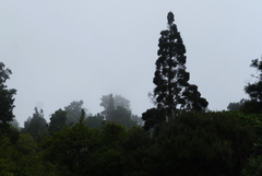 Libocedrus bidwillii