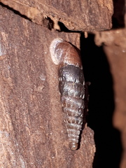 Alinda biplicata