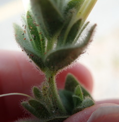 Jamesbrittenia amplexicaulis