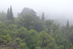 Libocedrus bidwillii