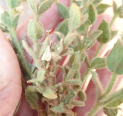 Jamesbrittenia amplexicaulis