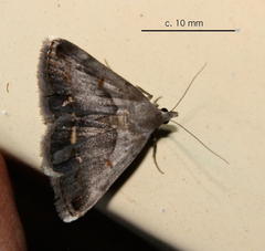 Acantholipes trimeni