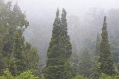 Libocedrus bidwillii