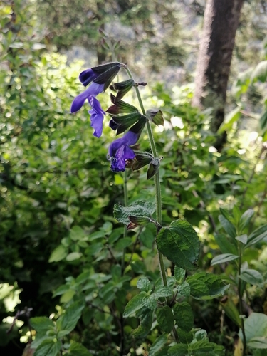 Image of Salvia zamoranensis by (c) Erick Vélez Sánchez, some rights reserved (CC BY)