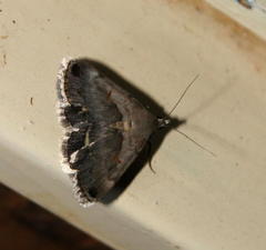 Acantholipes trimeni