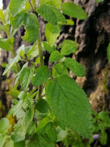 Image of Salvia zamoranensis by (c) Erick Vélez Sánchez, some rights reserved (CC BY)