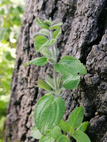 Image of Salvia zamoranensis by (c) Erick Vélez Sánchez, some rights reserved (CC BY)