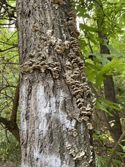 Cerrenaceae