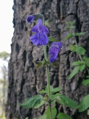 Salvia zamoranensis