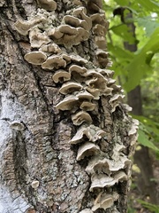 Cerrenaceae
