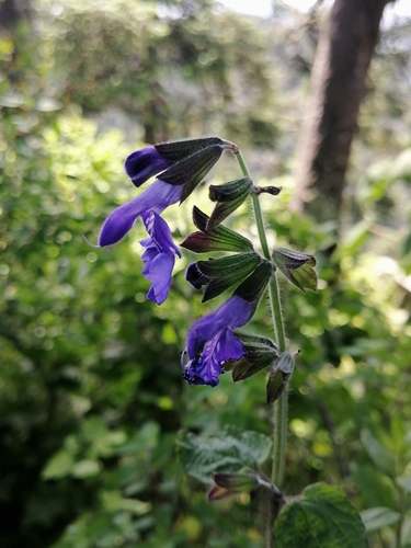 Image of Salvia zamoranensis by (c) Erick Vélez Sánchez, some rights reserved (CC BY)