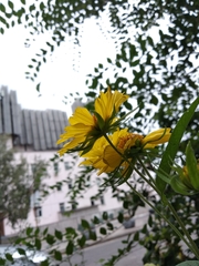 Verbesina encelioides