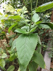 Verbesina encelioides
