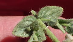 Jamesbrittenia amplexicaulis