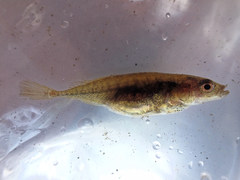 Pungitius laevis