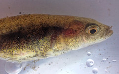 Pungitius laevis