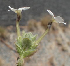 Jamesbrittenia amplexicaulis