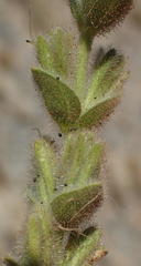 Jamesbrittenia amplexicaulis