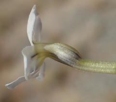 Jamesbrittenia amplexicaulis