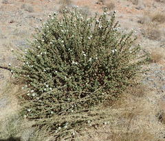 Jamesbrittenia amplexicaulis