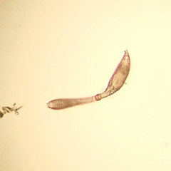 Desmodorida