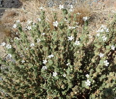 Jamesbrittenia amplexicaulis