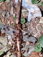 Macrotermes annandalei