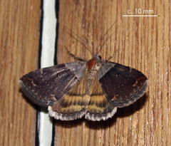 Plecopterodes moderata