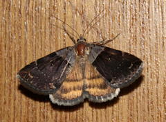 Plecopterodes moderata