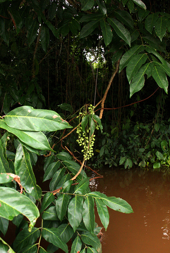 Pseudospondias microcarpa image