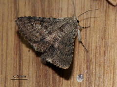 Polydesma umbricola
