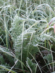 Achillea asiatica