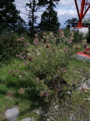 Cirsium pinetorum
