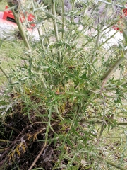 Cirsium pinetorum