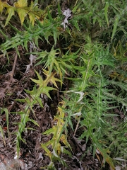 Cirsium pinetorum