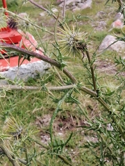 Cirsium pinetorum