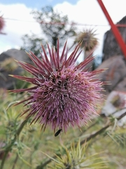 Cirsium pinetorum